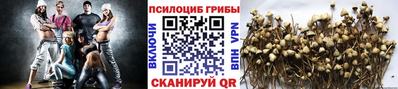 Псилоцибиновые грибы Psilocybine cubensis Борзя